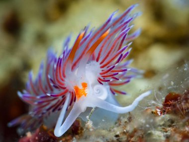 Yunanistan 'ın Santorini kentinden göz kamaştırıcı çıplaklık