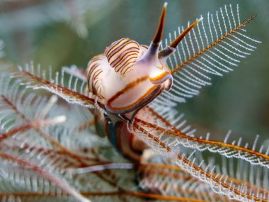                                Bali 'den çıplak çörek.