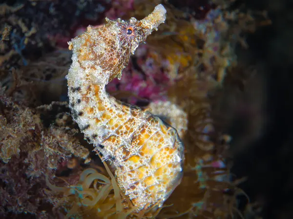 Akdeniz 'den güzel bir deniz atı.