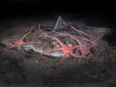 Düz balık. Oslo fiyordundan Solea solea.