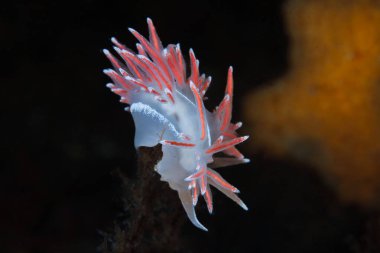 Norveç, Oslo fiyordundan çıplak Fjordia lineara