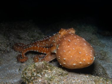 Kıbrıs 'tan beyaz benekli ahtapot