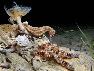 Kıbrıs 'tan küçük deniz atı Hipokampüs fuskusu