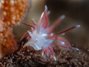 Norveç, Oslo fiyordundan çıplak Fjordia lineara