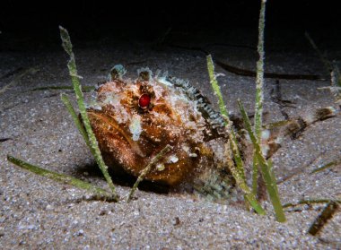 Doğu Akdeniz 'den Akrep Balığı