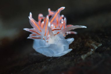 Norveç, Oslo fiyordundan deniz salyangozu Fjordia lineata