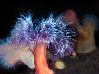 Soğuk Norveç fiyortlarından deniz şakayığı