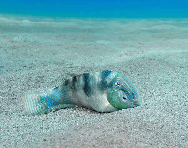 Yaralı jilet balığı deniz tabanında dinleniyor.