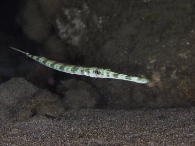 Kornet Balığı - Kıbrıs 'tan Fistularia ticari kuşağı