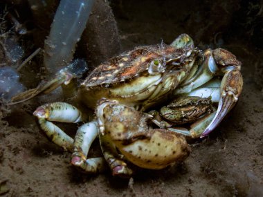 Soğuk Oslo fiyordunda çiftleşen iki yengeç.
