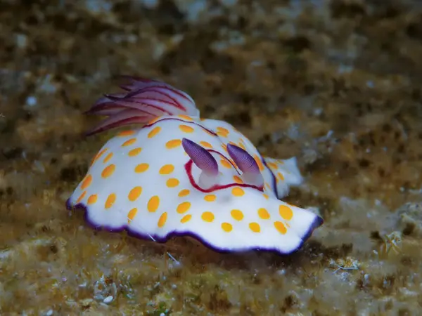 stock image Nudibranch Goniobranchus annulatus from Cyprus