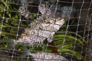 Akdeniz 'de balık tuzağına yakalanmış.