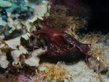 Sea hare from Cyprus clipart