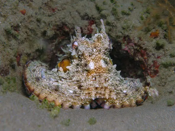 stock image Cute octopus from the Mediterranean Sea