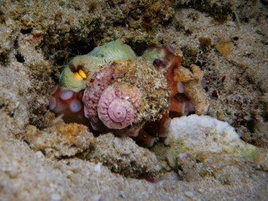 Young octopus hiding behind a seashell clipart