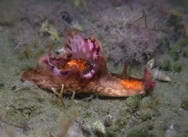 stock image Sea hare from Cyprus, Mediterranean Sea