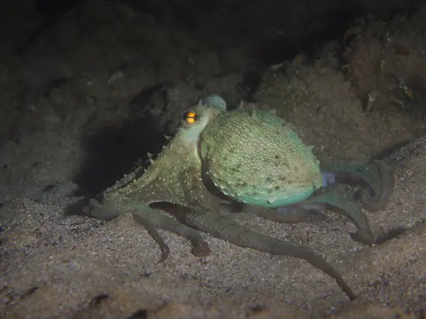 stock image Cute octopus from the Mediterranean Sea