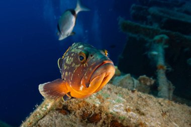 Kıbrıs Rum Kesimi 'nden Karanlık Akdeniz orfozu