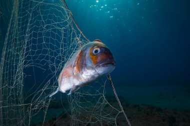 Ghost nets continue to kill marine life clipart