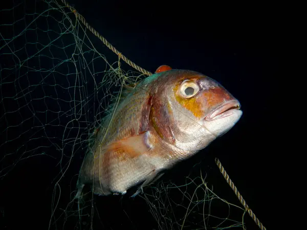 stock image Ghost nets continue to kill marine life