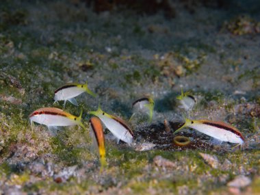 Yavru keçi balığı deniz tabanında otluyor.