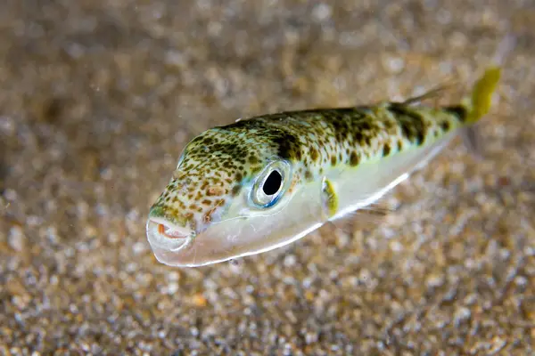 Genç kurbağa balığı - Lagocephalus Sceleratus