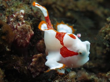   Palyaço fener balığı veya Bali 'den siğilli kurbağa balığı.                            