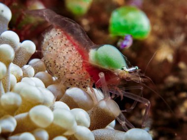    Bali, Endonezya 'dan egzotik ve renkli karides