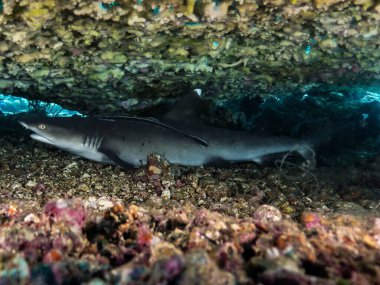   White tip reef shark from Bali                              clipart