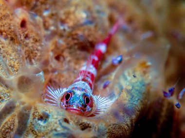  Tulamben, Bali 'den küçük goby balığı..