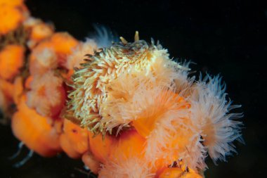 Norveç fiyortlarından gelen gri deniz salyangozu.