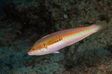 Kıbrıs Rum Kesimi 'nden Akdeniz süslemesi