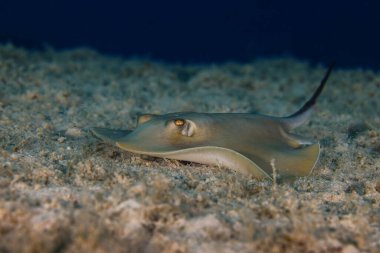 Kıbrıs 'tan ortak vatoz