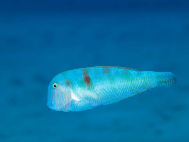 Razor balığı - Kıbrıslı Xyrichtys novacula 