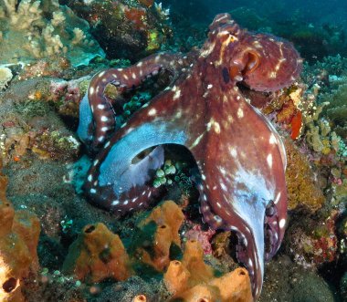                            Bali 'den beyaz benekli ahtapot.    