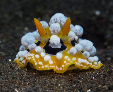  Bali 'den çıplak Phyllidia ocellata