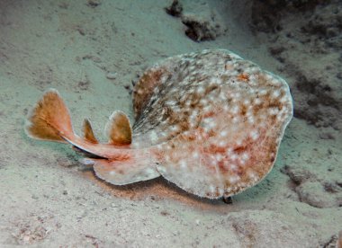 Marbled torpedo ray from the Red Sea clipart