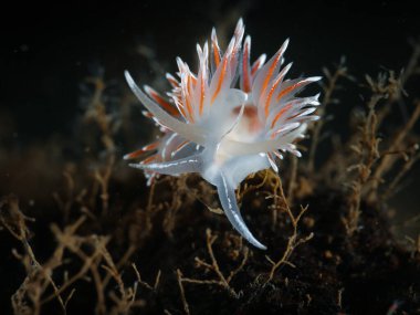 Norveç, Oslo fiyordundan çıplak Fjordia lineata