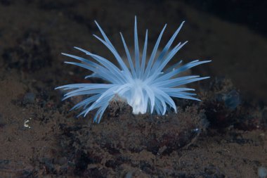 Norveç 'ten beyaz sandaletli deniz şakayığı.