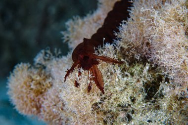 Akdeniz 'deki istilacı holothurian.