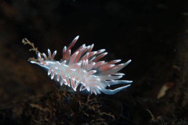 Norveç, Oslo fiyordundan çıplak Fjordia lineata