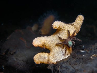 Yumuşak mercanda minik örümcek yengeci