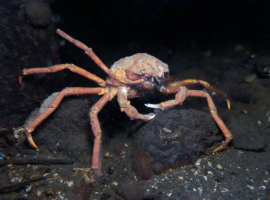 Leachs Norveç 'ten örümcek yengeci