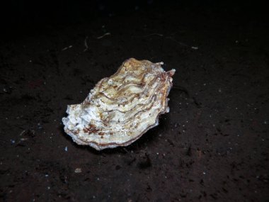 Pacific oyster from Oslo fjord clipart