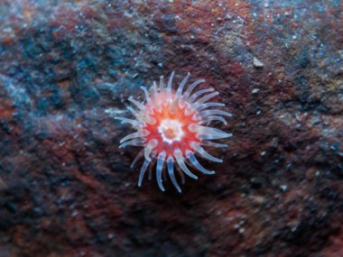 Norveç 'ten güzel bir deniz şakayığı