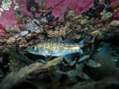 Norveç 'ten genç morina balığı.