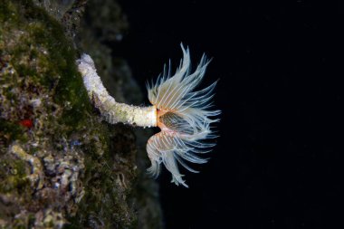 A tube worm from the Mediterranean Sea clipart