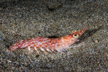 A red shrimp from Cyprus clipart