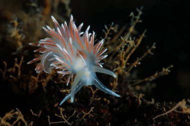 İskandinav çıplaklığı Fjordia lineata