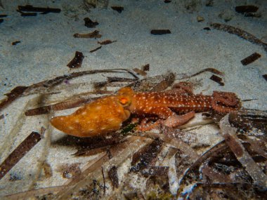 Geceleri beyaz benekli bir ahtapot.